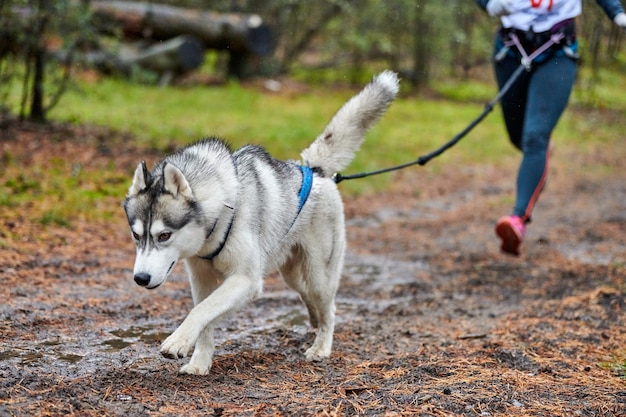 Großer Hund am Läufer befestigt