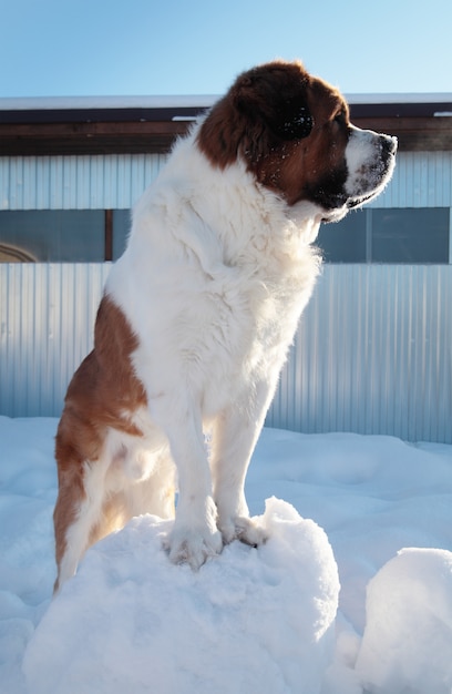 Großer Hund auf einem Hintergrund des blauen Himmels