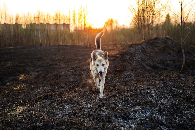 Großer Hund, der auf der Wiese auf dem Land läuft