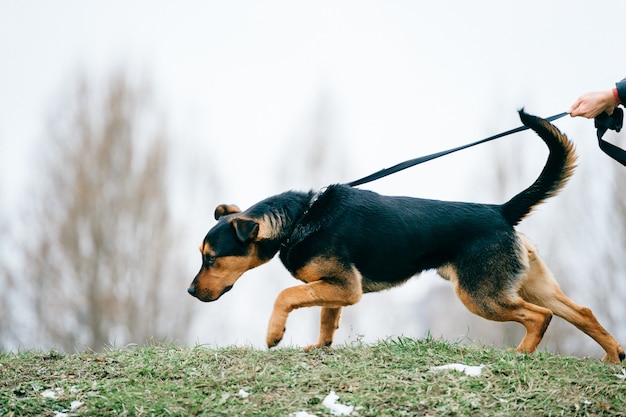 großer Hund, der mit dem Besitzer im Freien geht