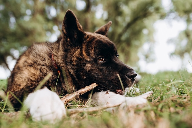 Großer Hund für einen Spaziergang mit einem Kerl und einem Mädchen auf der grünen Prärie