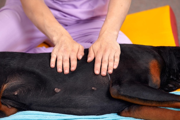 Großer Hund liegt auf dem Boden und bekommt eine Massage auf die Schenkel