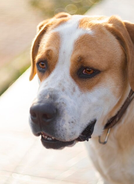 Großer Hund mit schönen traurigen Augen