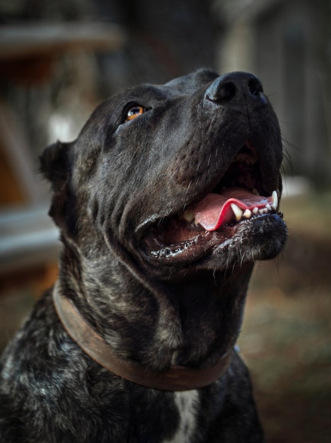 Großer Hund Perro de Presa Canario mit schönen traurigen Augen