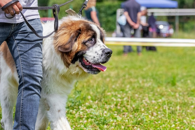 Großer hund züchtet moskauer wachhund in der nähe des besitzers im park bei einem spaziergang