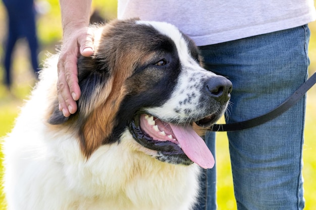 Großer hund züchtet moskauer wachhund in der nähe des besitzers im park bei einem spaziergang