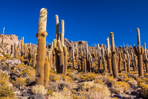 Foto großer kaktus auf der insel incahuasi salzsee salar de uyuni altiplano bolivien