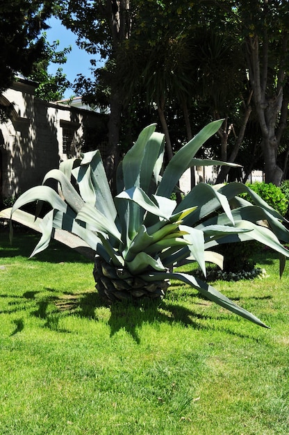 Foto großer kaktus mit großen blättern. blick auf die anlage im park.