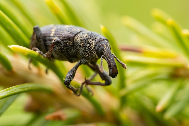 Großer Kiefernkäfer (Hylobius abietis) sitzt auf einer Kiefer.