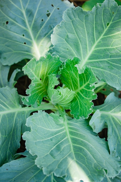 Großer Kohl im Garten.