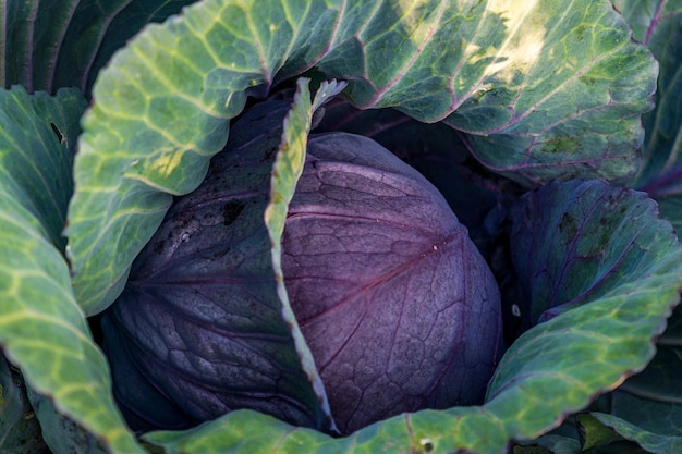 Großer Kohl in grünen Blättern Nahaufnahme schönes gesundes Gemüse.