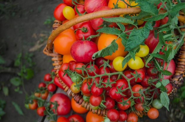 Großer Korb voller verschiedener Tomaten Reife Tomaten in einem Korb auf rustikalem Holzhintergrund