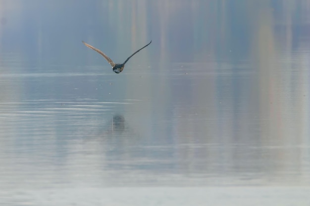 Großer Kormoran, der über Wasser fliegt (Phalacrocorax carbo)