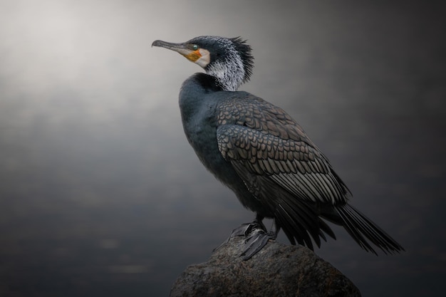 Großer Kormoran Phalacrocorax carbo