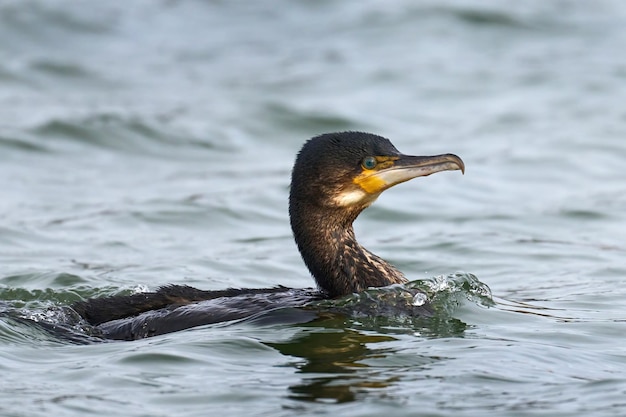 Großer Kormoran Phalacrocorax carbo