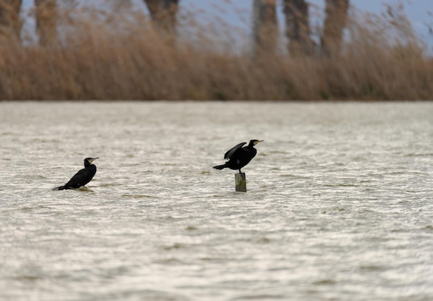 Großer Kormoran sitzt allein im unruhigen Wasser