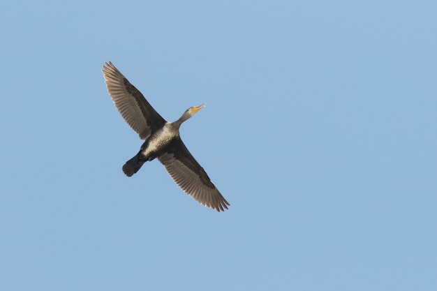 Großer Kormoran