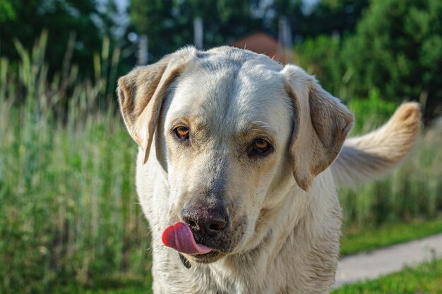 Großer Labrador-Hund leckt seine Schnauze mit seiner Zunge
