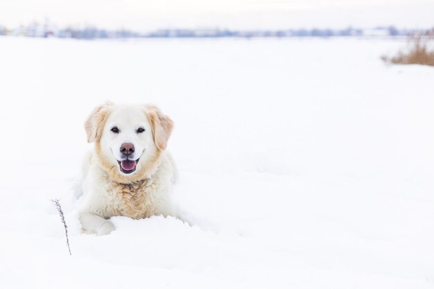 Großer Labrador Retriever Hund in Winterlandschaft liegt im Schnee in Schneewehe