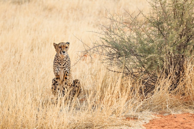 Großer Leopard in der Kalahari-Wüste Namibia