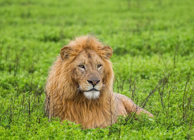 Großer Löwe, der auf dem Gras liegt