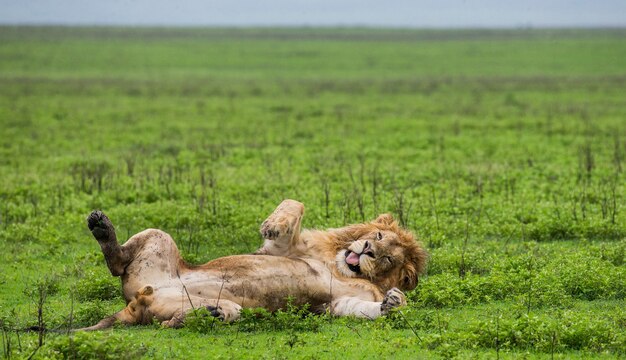 Großer Löwe, der auf dem Gras liegt