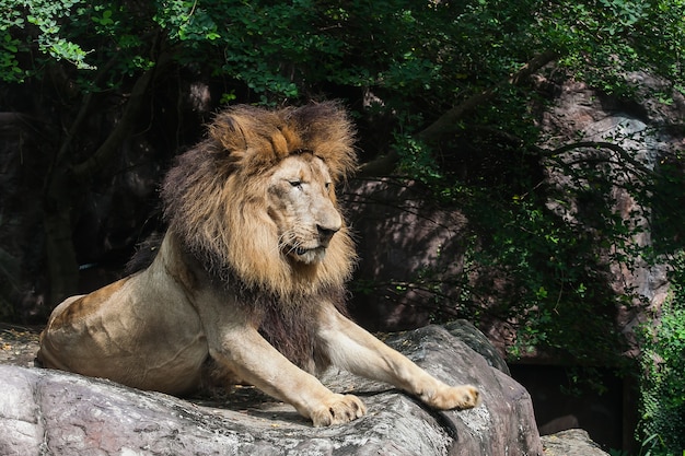 Großer Löwe Kniebeugen auf Stein im Zoo