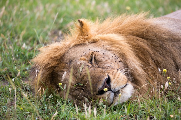 Großer Löwe schläft im Gras der kenianischen Savanne