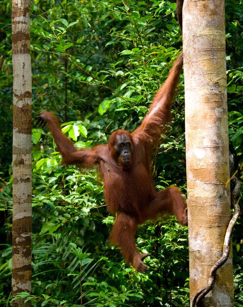 Großer männlicher Orang-Utan auf einem Baum in freier Wildbahn. Indonesien. Die Insel Kalimantan (Borneo).