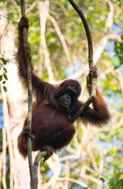 Großer männlicher Orang-Utan auf einem Baum in freier Wildbahn. Indonesien. Die Insel Kalimantan (Borneo).