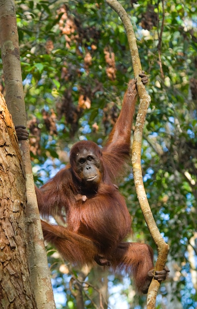 Großer männlicher Orang-Utan auf einem Baum in freier Wildbahn. Indonesien. Die Insel Kalimantan (Borneo).