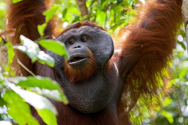 Großer männlicher Orang-Utan auf einem Baum in freier Wildbahn. Indonesien. Die Insel Kalimantan (Borneo).