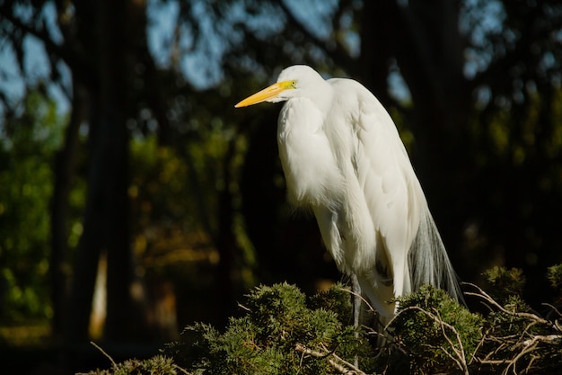 Großer männlicher weißer Reiher, Egretta alba, der im Nest ruht und das Ehe- oder Balzgefieder zeigt.