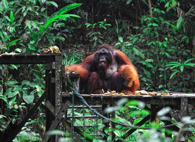 Großer mann des orang-utans in malaysia