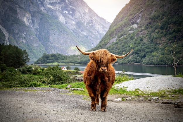 Großer Moschusochse in seinem Lebensraum Naturlandschaft im Hintergrund