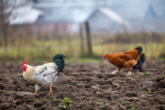 Großer netter schöner weißer und schwarzer Hahn und Hennen, die draußen auf dem gepflogenen Gebiet am hellen sonnigen Tag auf unscharfer bunter ländlicher Szene einziehen. Landwirtschaft des Geflügel-, Hühnerfleisch- und Eikonzeptes.