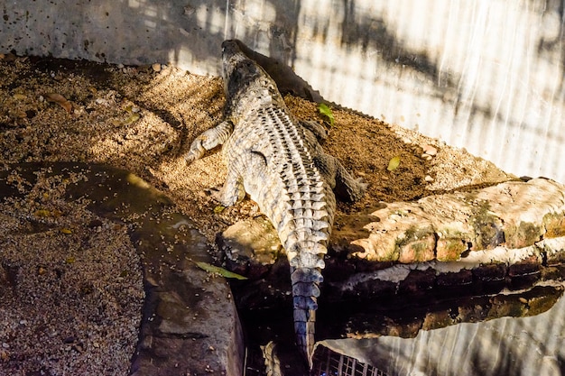 Großer Nilalligator im kleinen Pool