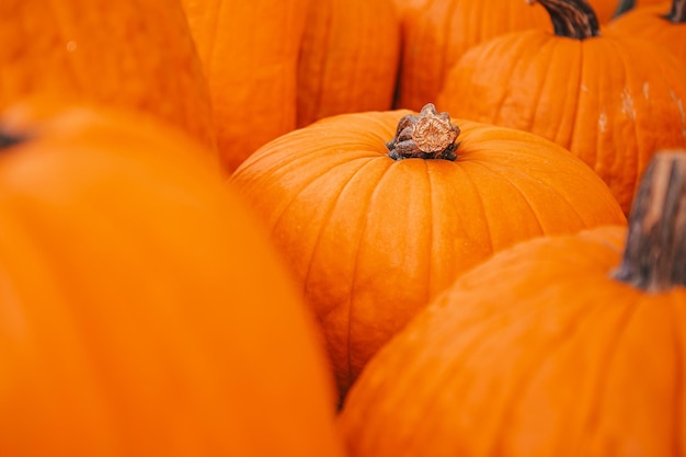 Großer orangefarbener Kürbis auf dem Bauernmarkt im Pumpkin Patch