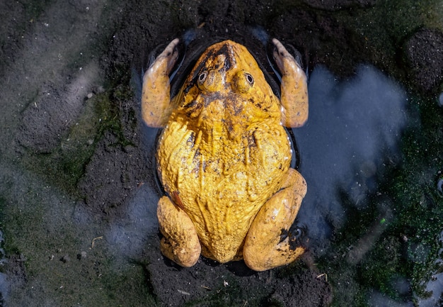 großer ostasiatischer Ochsenfrosch