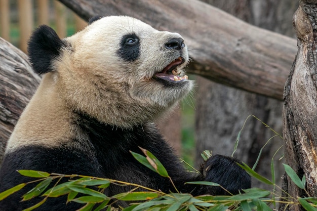 Großer Panda beim Essen von Bambus