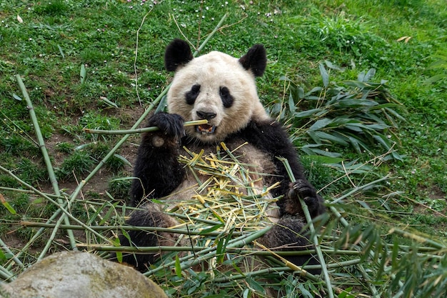 Großer Panda beim Essen von Bambus