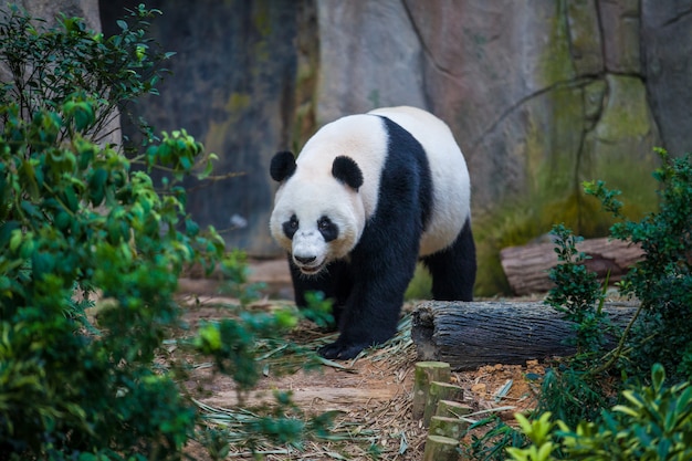 Großer Panda, der unter Grünpflanzen geht
