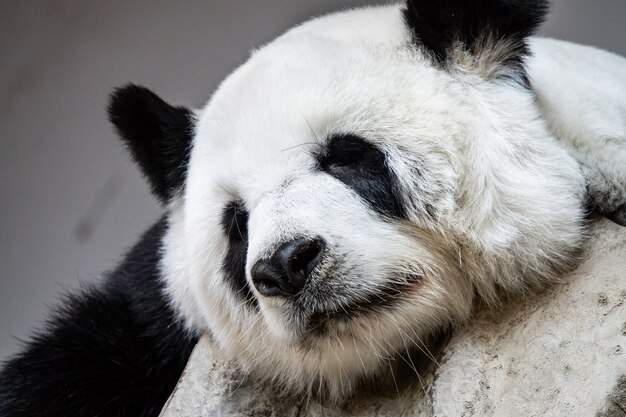 Großer Pandabär, der auf den Felsen schläft.