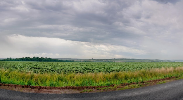 Großer Panoramablick auf junge Sonnenblumenpflanzen auf einem Feld unter Regenwolken mit Straße