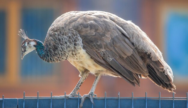 Großer Pfau im Zoo, der auf dem Zaun sitzt