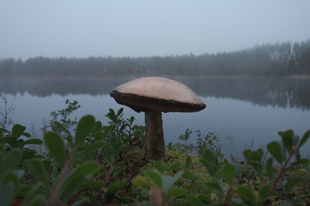 Großer Pilz in herbstlicher Umgebung