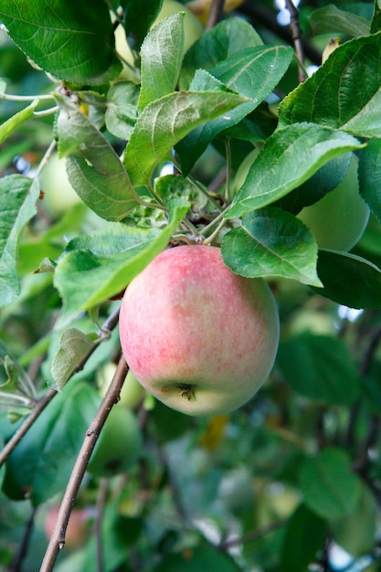 Großer reifer Apfel auf einem Baumast in einem Obstgarten. Geringe Schärfentiefe, selektiver Fokus auf Apfel