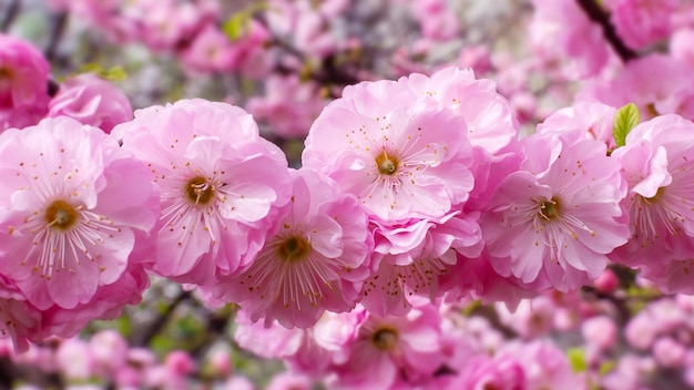 Großer rosafarbener Knospenkirsch-Sakura-Kirschblütenbaum in der Nähe