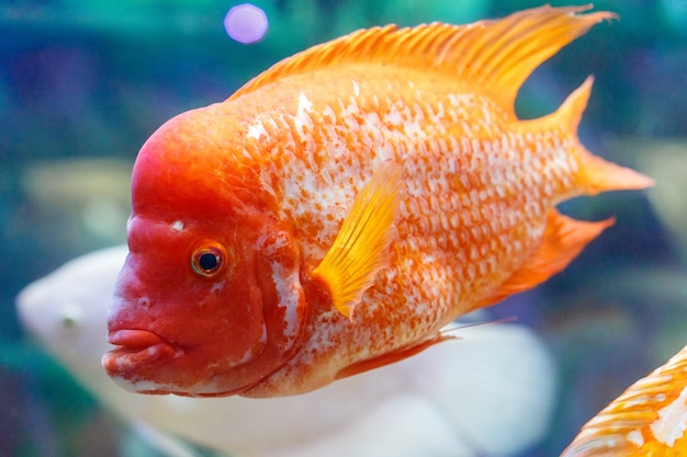 Großer roter Fisch im Aquarium. Blaues Wasser Hintergrund