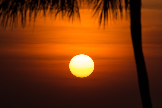 Großer roter Sonnenuntergang mit Kokosnussbaumschattenbild.